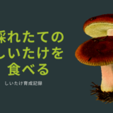 採れたてのおいしいしいたけを食べる
